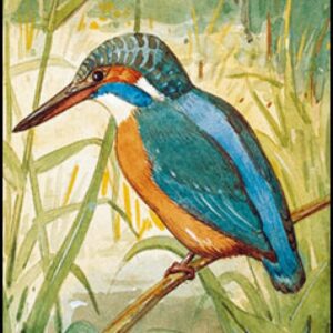 Ansichtkaart PC1393 - Ijsvogel - Jan van Oort