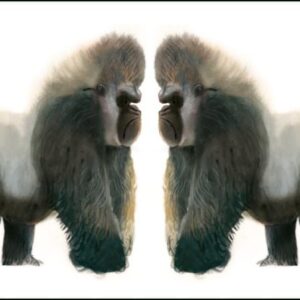 Ansichtkaart PC5816 - Raar (Gorilla's) - Mark Janssen