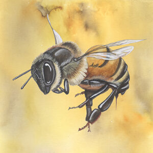 Wenskaart Jasper de Ruiter - Honingbij