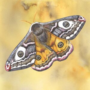 Wenskaart Jasper de Ruiter - Nachtpouwoog