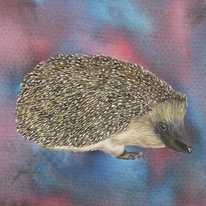 Wenskaart Jasper de Ruiter - Egel