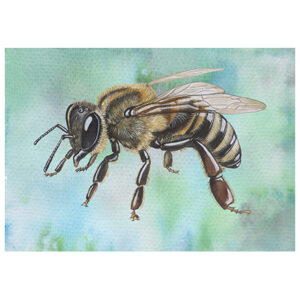 Wenskaart Jasper de Ruiter - Honingbij
