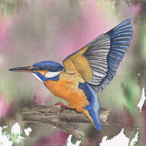 Wenskaart Jasper de Ruiter - IJsvogel