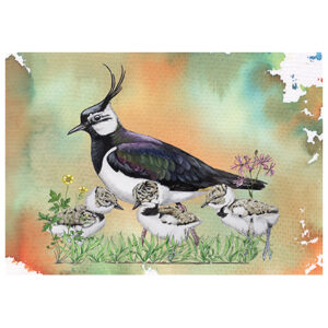 Wenskaart Jasper de Ruiter - Kievit met jongen