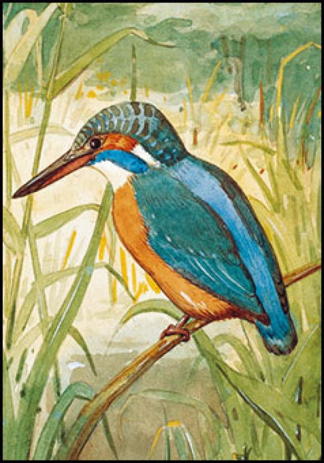 Ansichtkaart PC1393 - Ijsvogel - Jan van Oort