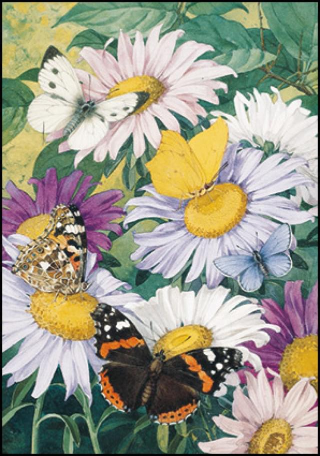 Ansichtkaart PC1397 - Asters met koolwitje, distelvlinder, atalanta en blauwtjes, Jan jr Voerman