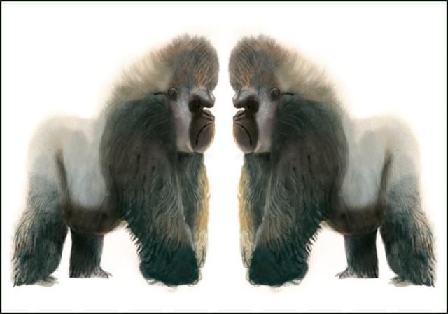 Ansichtkaart PC5816 - Raar (Gorilla's) - Mark Janssen