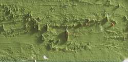 Caran d'ache neopastel - 016 khaki green