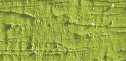Caran d'ache neopastel - 245 light olive