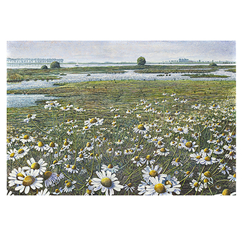 Wenskaart Drago Pecenica - kamille langs de IJssel - 15 x 15