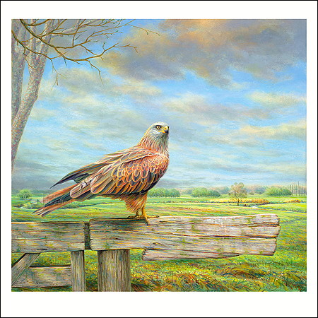 Wenskaart Erik van Ommen - Rode wouw - 15 x 15