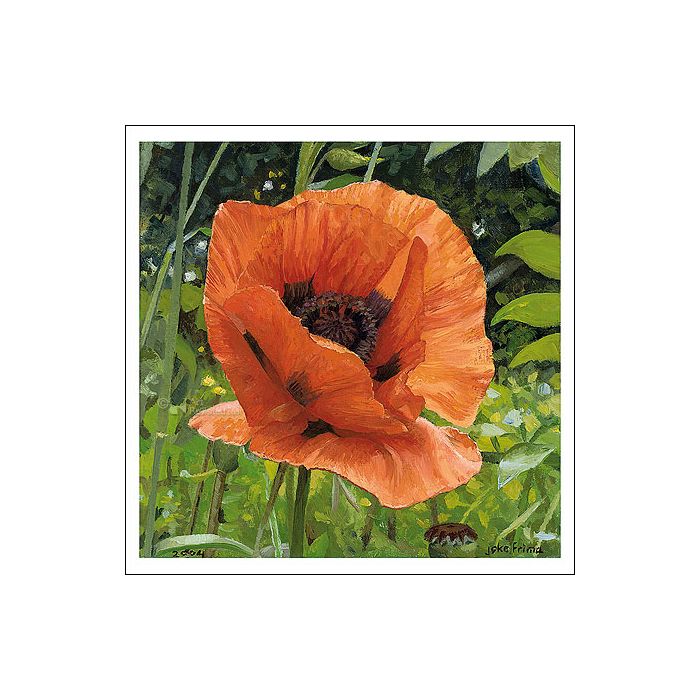 Wenskaart Joke Frima - Klaproos - 15 x 15