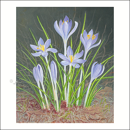Wenskaart Maarten 't Hart – Boerenkrokussen – 10 x 10