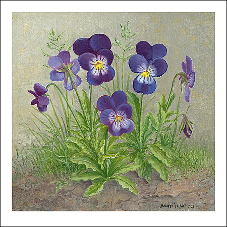Wenskaart Maarten 't Hart - Viooltjes - 10 x 10
