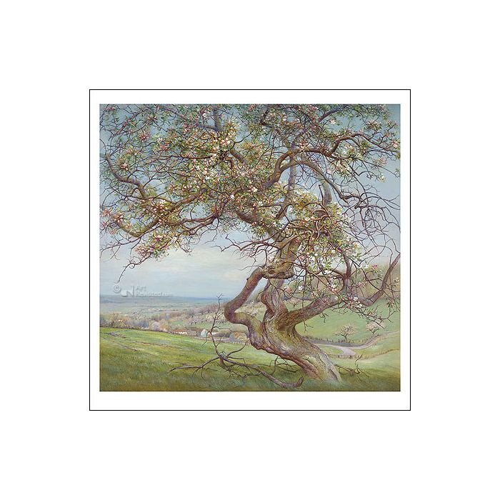 Wenskaart Patrick Creyghton - Bloeiende appelboom, Voerstreek - 15 x 15