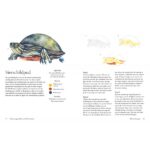 Dieren aquarelleren in 30 minuten