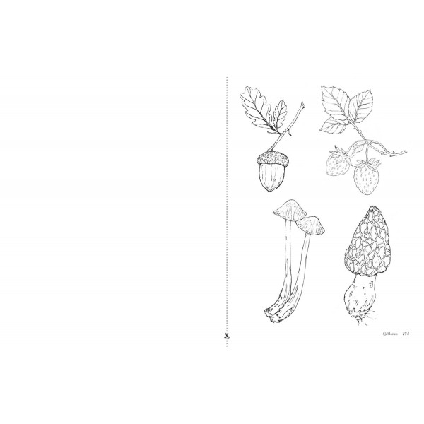 Dieren en planten uit het bos aquarelleren - Jane Carkill