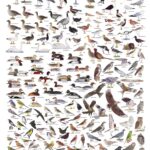 Puzzel Vogels van Nederland- Jasper de Ruiter
