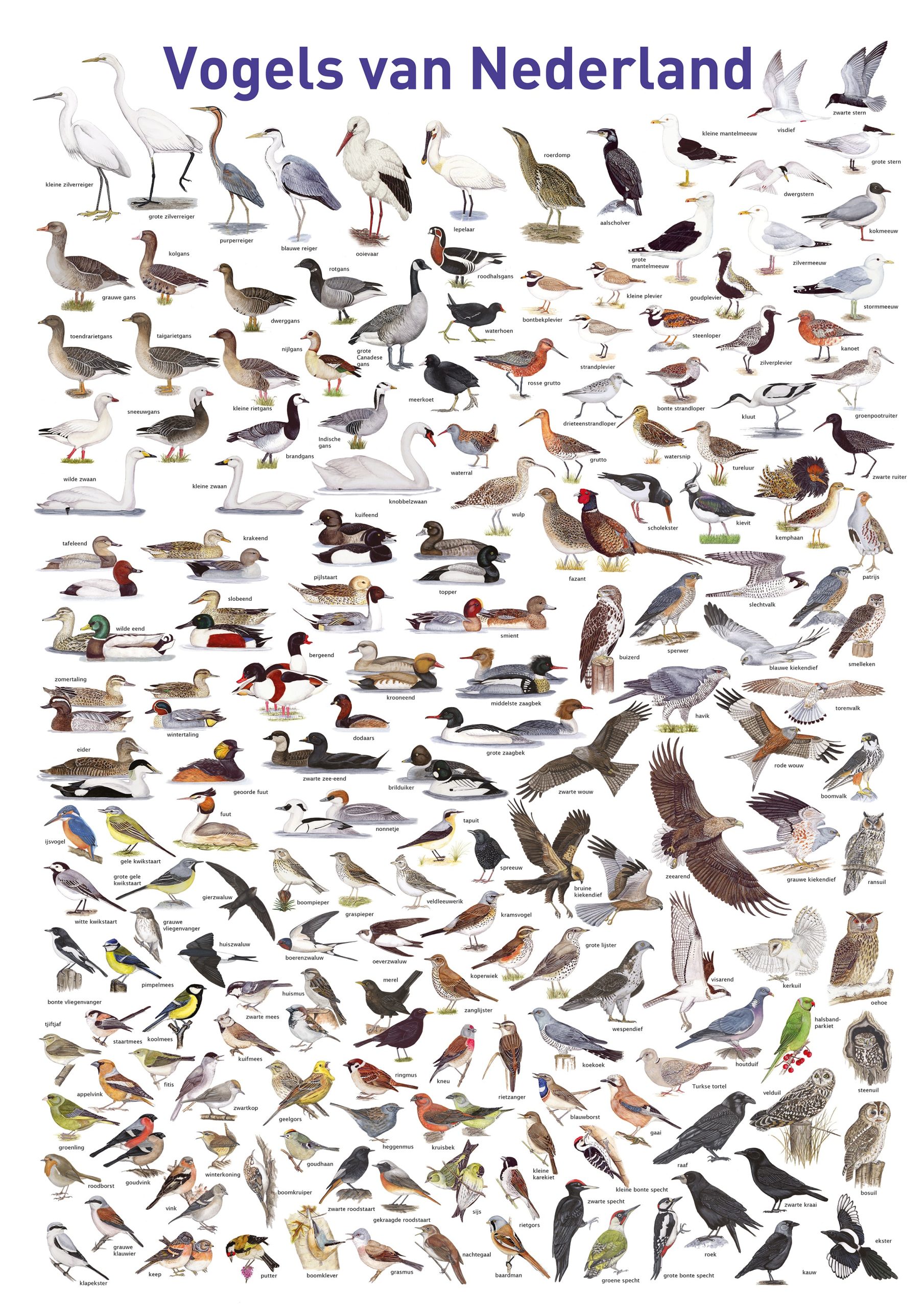 Puzzel Vogels van Nederland- Jasper de Ruiter