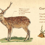 MT washitape ex - encyclopedia / animal