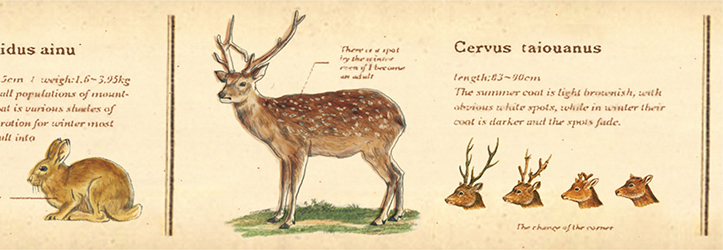 MT washitape ex - encyclopedia / animal