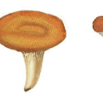 MT washitape ex - mushroom