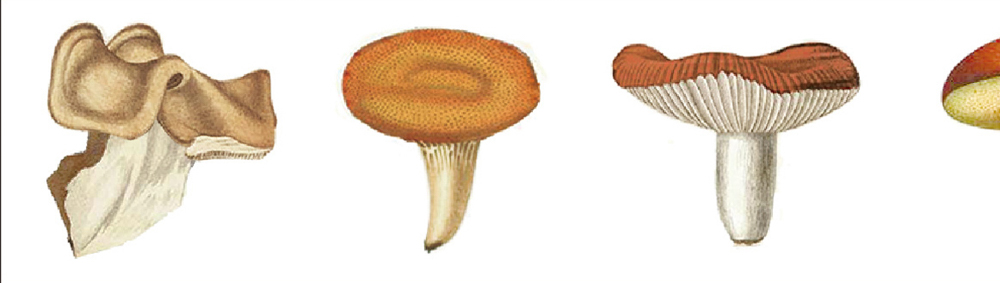 MT washitape ex - mushroom
